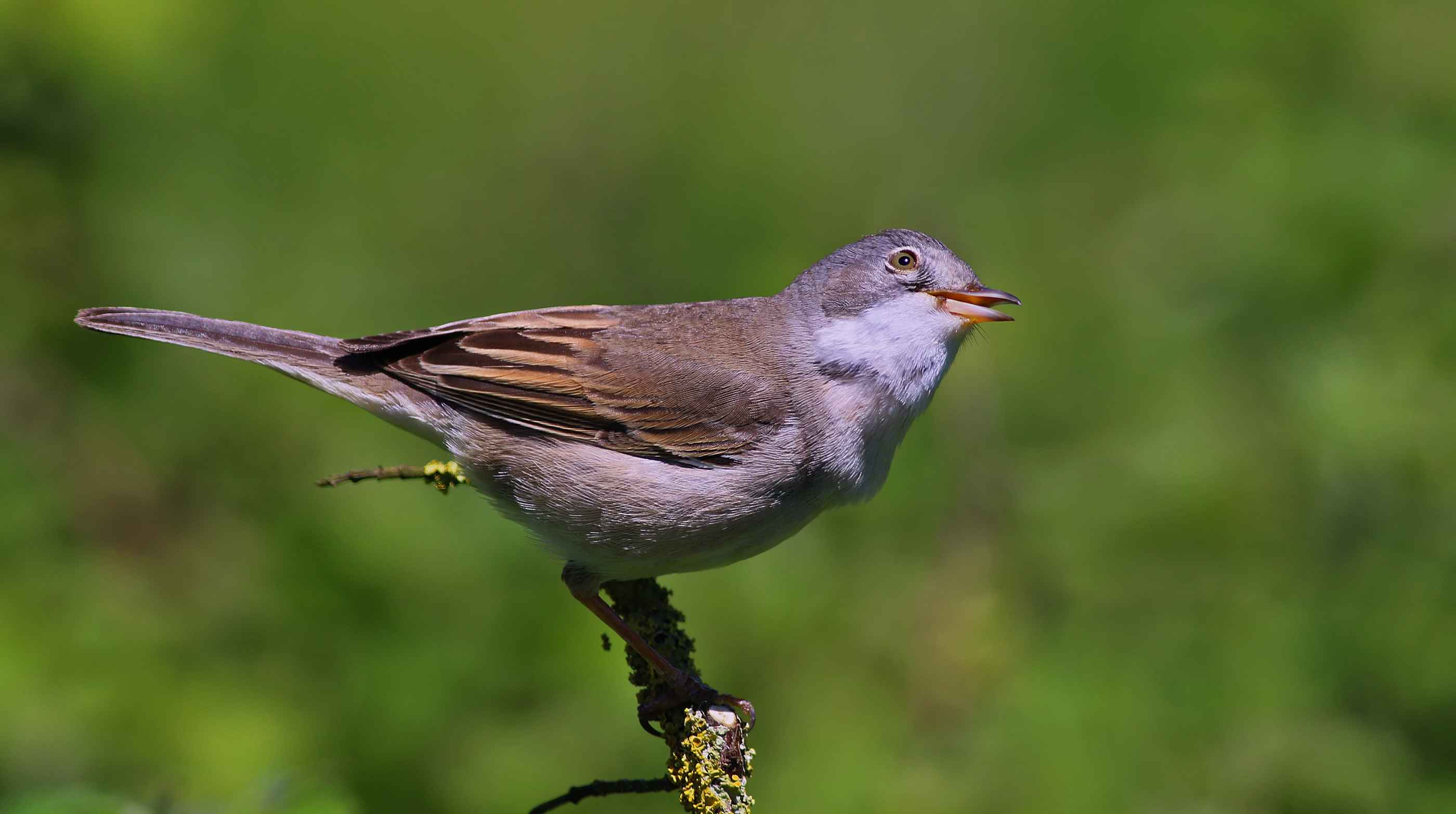 Greater Whitethroat